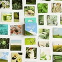 Sticker A forest diary